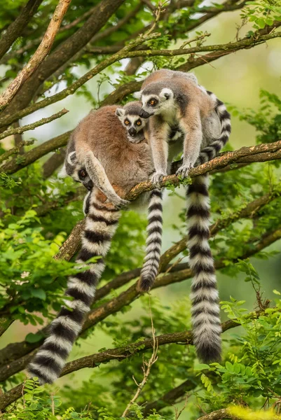 Ring Tailed Lemur Lemur Catta Beautiful Lemur Southern Madagascar Forests — Stock Photo, Image