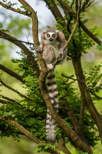 Ring-tailed Lemur - Lemur catta, beautiful lemur from Southern Madagascar forests.