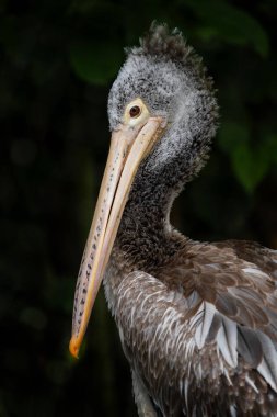 Benekli Pelikan - Pelecanus philippensis, Sri Lanka göllerinden büyük beyaz pelikan, Sri Lanka.