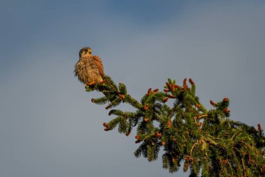 Avrasya Kerkenezi - Falco tinnunculus, Avrupa ormanlarından güzel yırtıcı kuş, Zlin, Çek Cumhuriyeti.