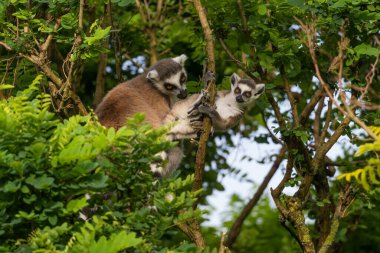Ring-Tailed Lemur - Lemur catta, Güney Madagaskar ormanlardaki güzel lemur.