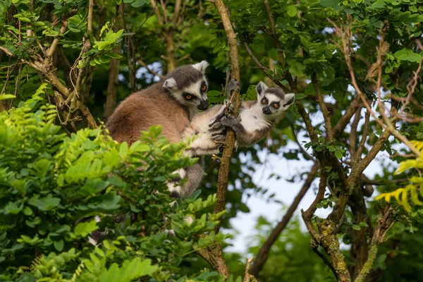 Lemur Dalla Coda Anello Lemur Catta Bellissimo Lemure Delle Foreste — Foto Stock