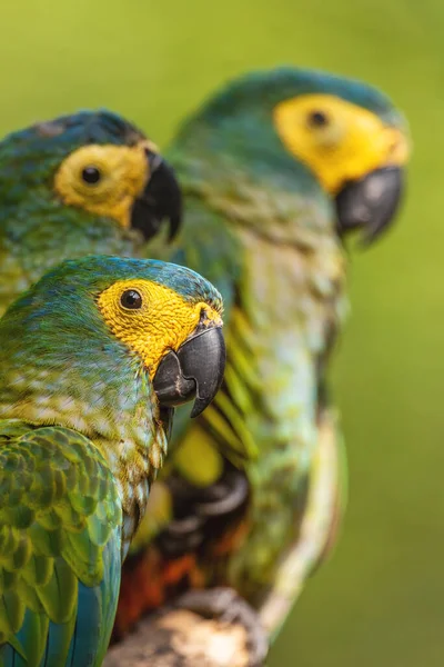 Macaw Czerwonym Brzuchem Orthopsittaca Manilatus Piękna Kolorowa Papuga Lasów Lasów — Zdjęcie stockowe