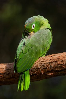 Güney Mealy Amazon - Amazona farinosa, Güney Amerika ormanlarından ve ormanlarından güzel renkli papağan, Amazonia, Brezilya.