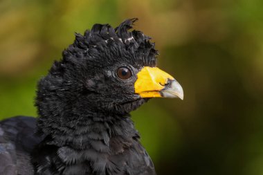 Black Curassow - Crax alector, black beautiful ground bird from South American forests and woodlands, Amazonia, Brazil.