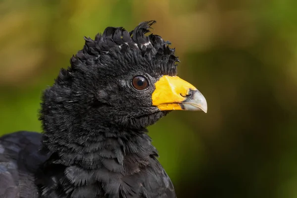 Black Curassow Crax Alector Black Beautiful Ground Bird South American — Stock Photo, Image