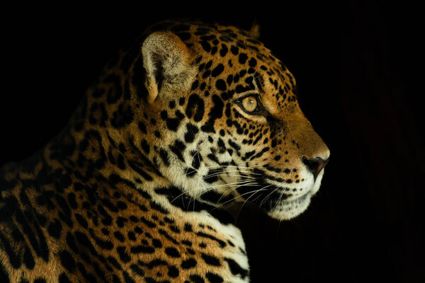 Jaguar - Panthera onca, portrait of beautiful large cat from South American forests, Amazon basin, Brazil.