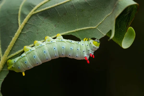 Spicebush Silkmoth Callosamia Promethea Amerikai Erdőkből Erdőkből Származó Selyemlepke Hernyója — Stock Fotó