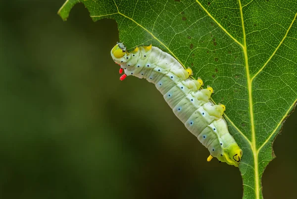 Spicebush Silkmoth Callosamia Promethea Amerikai Erdőkből Erdőkből Származó Selyemlepke Hernyója — Stock Fotó