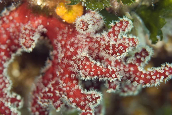 Dedos Homem Morto Vermelho Palmatum Alcyonium Belo Coral Macio Vermelho — Fotografia de Stock