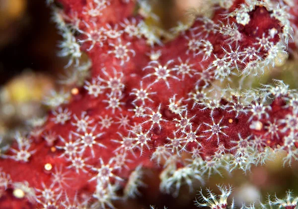 Dedos Homem Morto Vermelho Palmatum Alcyonium Belo Coral Macio Vermelho — Fotografia de Stock
