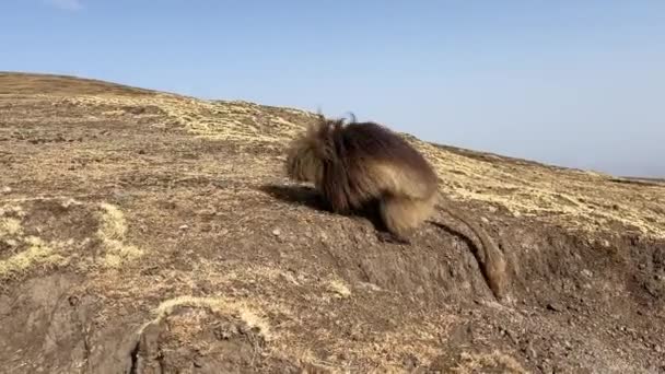 ゲラダ バブーン テロピテクス ゲラダ エチオピアのシミエン山脈の美しい地面の霊長類 — ストック動画