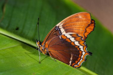 Rusty-tipped Page butterfly - Siproeta epaphus, beautiful colored butterfly from Latin America forests and meadows, Costa Rica.