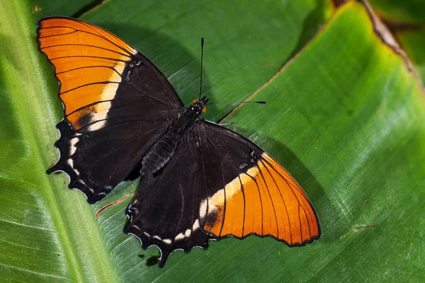 Rusty-tipped Page butterfly - Siproeta epaphus, beautiful colored butterfly from Latin America forests and meadows, Costa Rica.