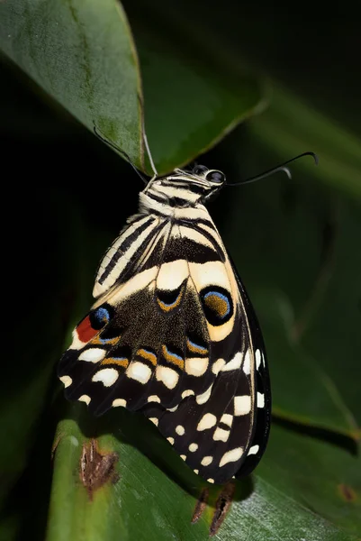 Летучая Мышь Papilio Demoleus Красивая Цветная Бабочка Азиатских Метеоритов Лесов — стоковое фото