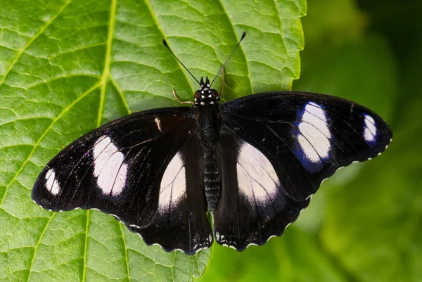 Danaid Eggfly Hypolimnas Misippus Beautiful Colored Butterfly African Gardens Meadows — Foto de Stock