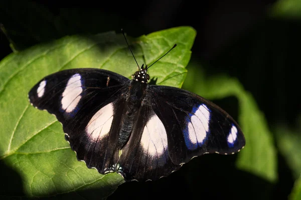 Danaid Eggfly Hypolimnas Misippus Beautiful Colored Butterfly African Gardens Meadows — Foto Stock