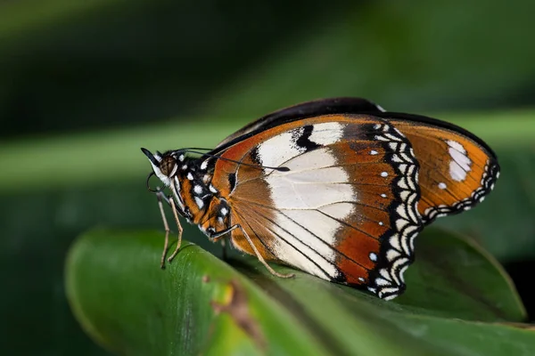 Danaid Eggfly Hypolimnas Misippus Beautiful Colored Butterfly African Gardens Meadows — Stockfoto