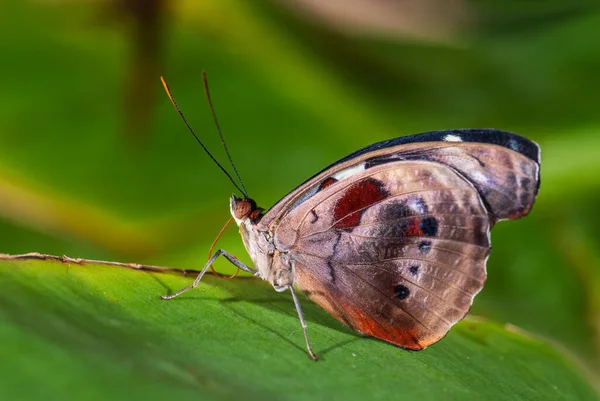 Grecian Shoemaker Catonephele Numilia Beautiful Colored Butterfly Latin America Forests — Stock Photo, Image