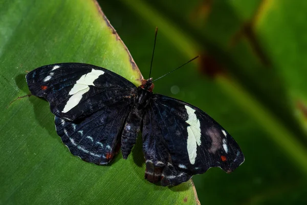 Grecian Shoemaker Catonephele Numilia Beautiful Colored Butterfly Latin America Forests — Stock Photo, Image