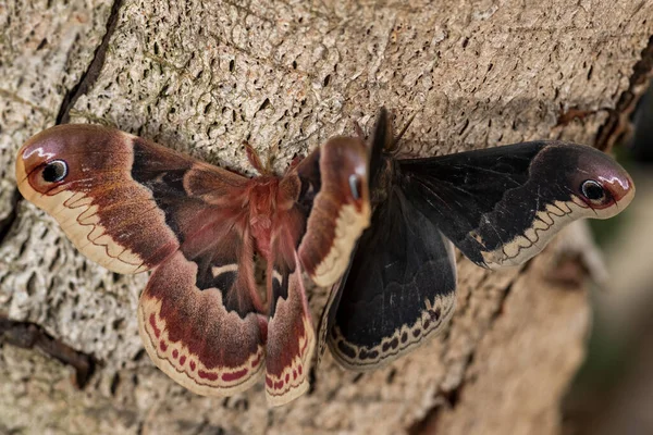 Spicebush Silkmoth Callosamia Promethea Beautiful Large Colored Butterfly American Forests — 图库照片