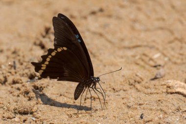 Narrowly Green-banded Swallowtail - Papilio nireus, beautiful large buttefly from African meadows and gardens, Uganda.
