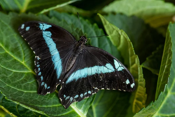 Narrowly Green Banded Swallowtail Papilio Nireus Beautiful Large Buttefly African — Fotografia de Stock