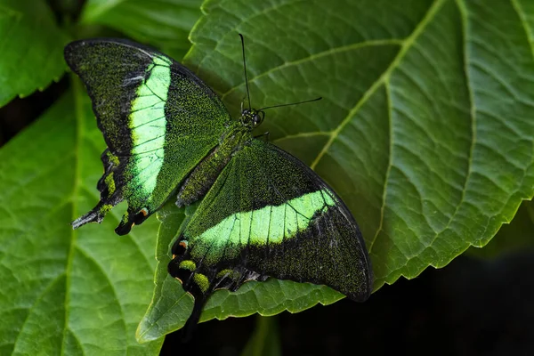 Zümrüt Kırlangıç Papilio Palinurus Malezya Ormanlarından Güzel Yeşil Siyah Kelebek — Stok fotoğraf