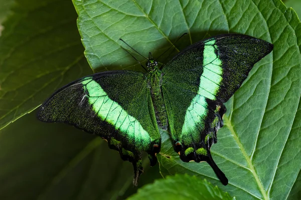 Emerald Swallowtail Papilio Palinurus Beautiful Green Black Butterfly Malaysia Forests — стоковое фото