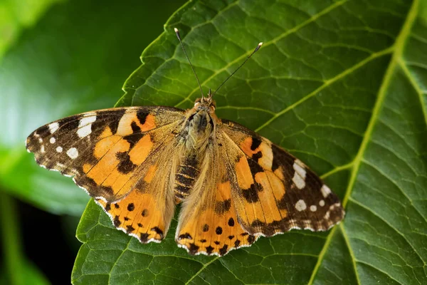 Painted Lady Butterfly Ванесса Кардуй Красивая Цветная Бабочка Европейских Стран — стоковое фото