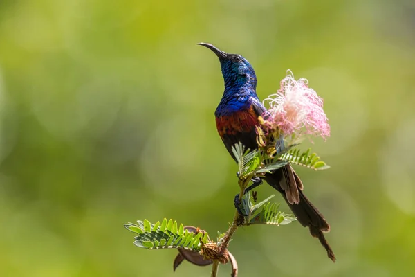 Red Chested Sunbird Cinnyris Erythrocercus Beautiful Colored Perching Bird African — Fotografia de Stock