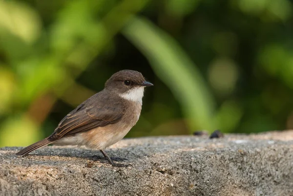 Swamp Flycatcher Muscicapa Aquatica Beautiful Small Brown Perching Bird African — Stock Photo, Image