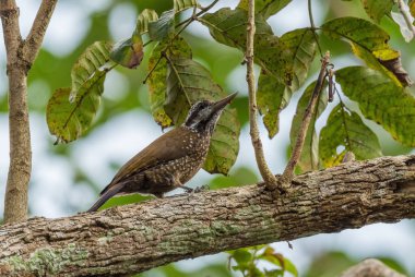 Yellow-crested Woodpecker - Chloropicus xantholophus, beautiful woodpecker from African woodlands and forests, Uganda.