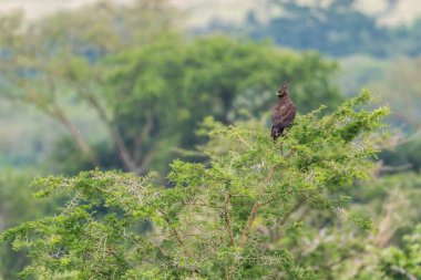 Uzun ibikli Kartal - Lophaetus occipitalis, Afrika ormanlarından ve çalılıklardan gelen güzel küçük kartal, Uganda.