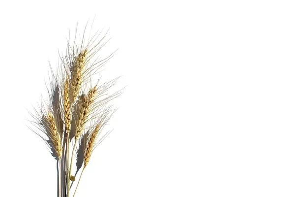 Spikelets Barley Bouquet Lies White Background — Stock Photo, Image