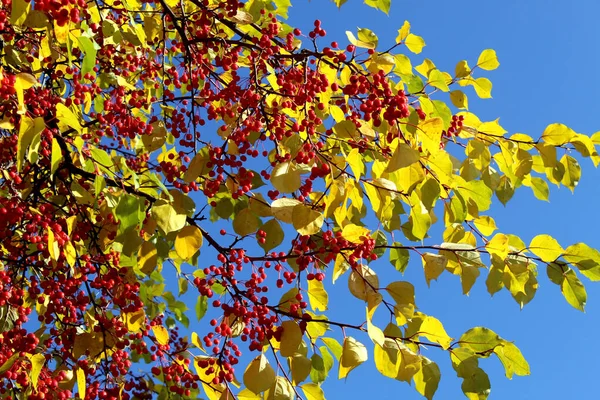 Rote Kleine Äpfel Mit Blättern Hängen Herbst Vor Dem Hintergrund — Stockfoto
