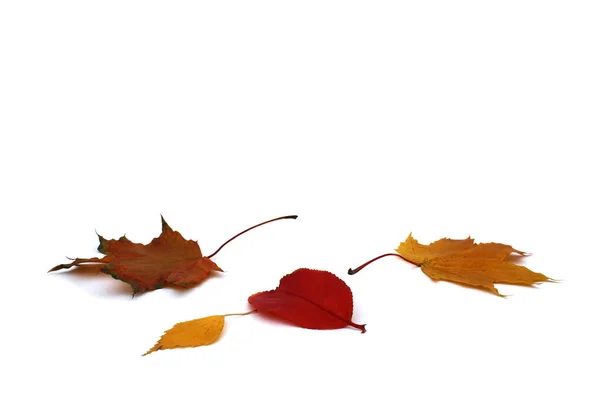 Herfst Heldere Bladeren Liggen Een Witte Achtergrond Stockfoto