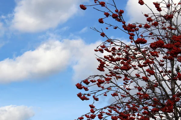 Vogelbeerbaum Steht Mit Wolken Himmel — Stockfoto