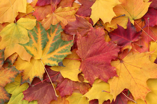 Bright texture from autumn beautiful maple leaves.