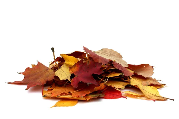 Большая Куча Осенних Листьев Белом Изолированном Фоне Стоковая Картинка