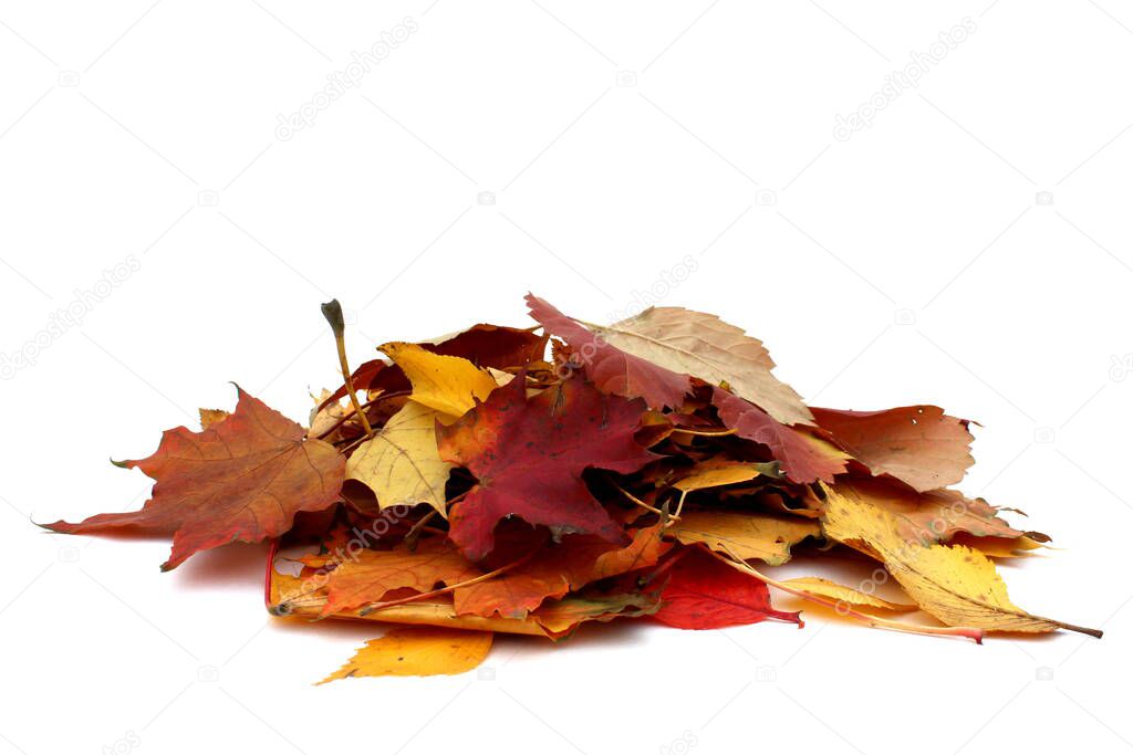 Large pile of autumn leaves on a white isolated background.