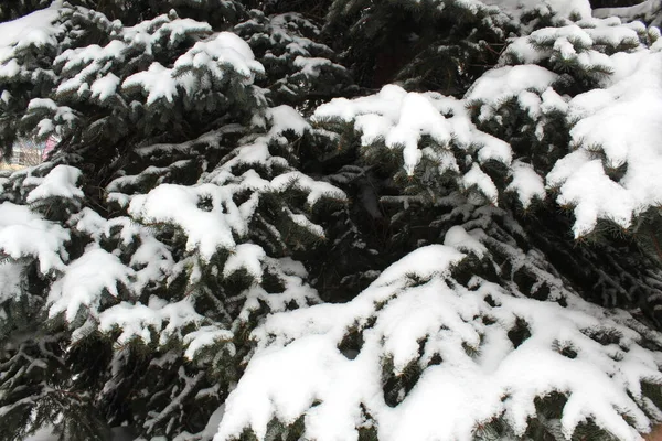 Smrkové Větve Visí Pod Silnou Vrstvou Sněhu — Stock fotografie