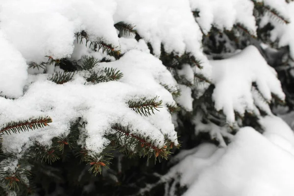 Ветви Ели Висят Толстым Слоем Снега — стоковое фото