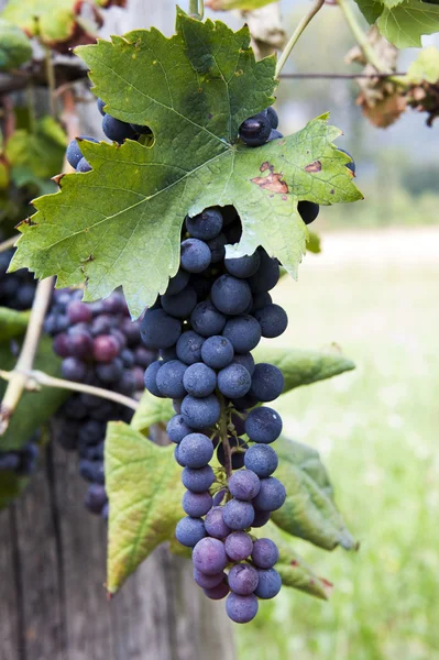 Rode wijn druiven — Stockfoto