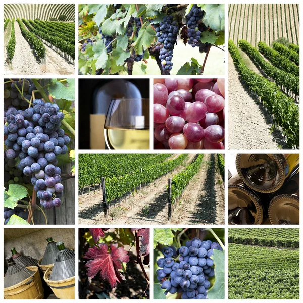 Vineyard collage — Stock Photo, Image