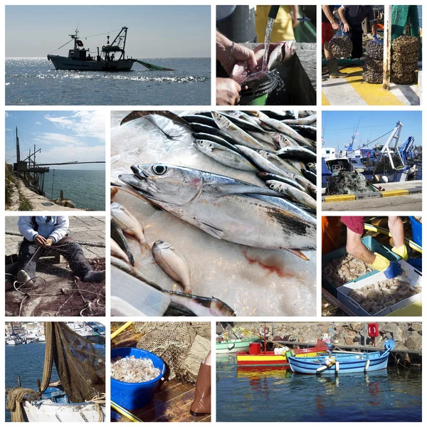 Pescado y collage de pesca — Foto de Stock