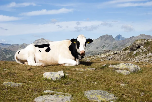 Cow and mountains — Stock Photo, Image