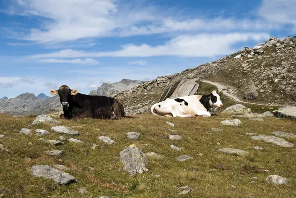 Koeien in de bergen — Stockfoto