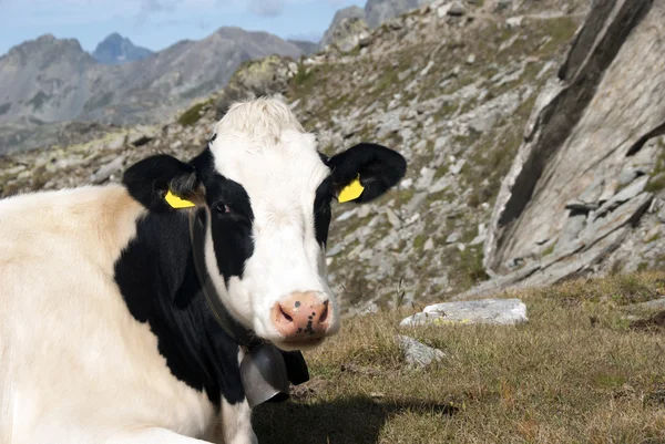 Cow portrait — Stock Photo, Image