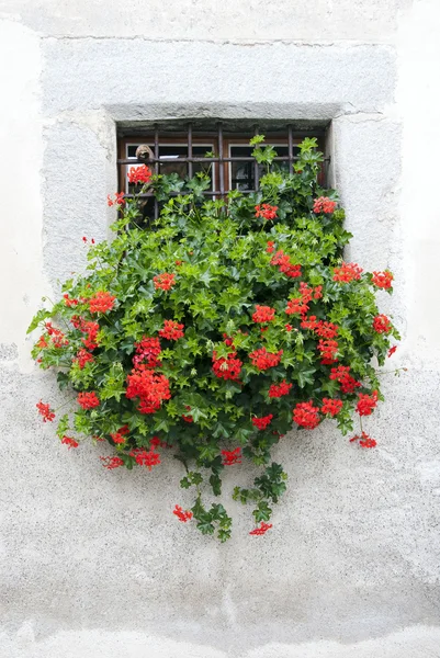 Fönster med blommor — Stockfoto